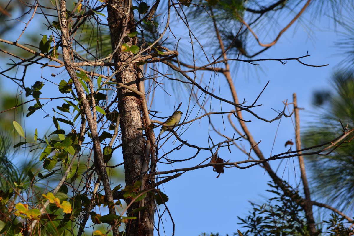 Vireo Ojiblanco - ML645838757