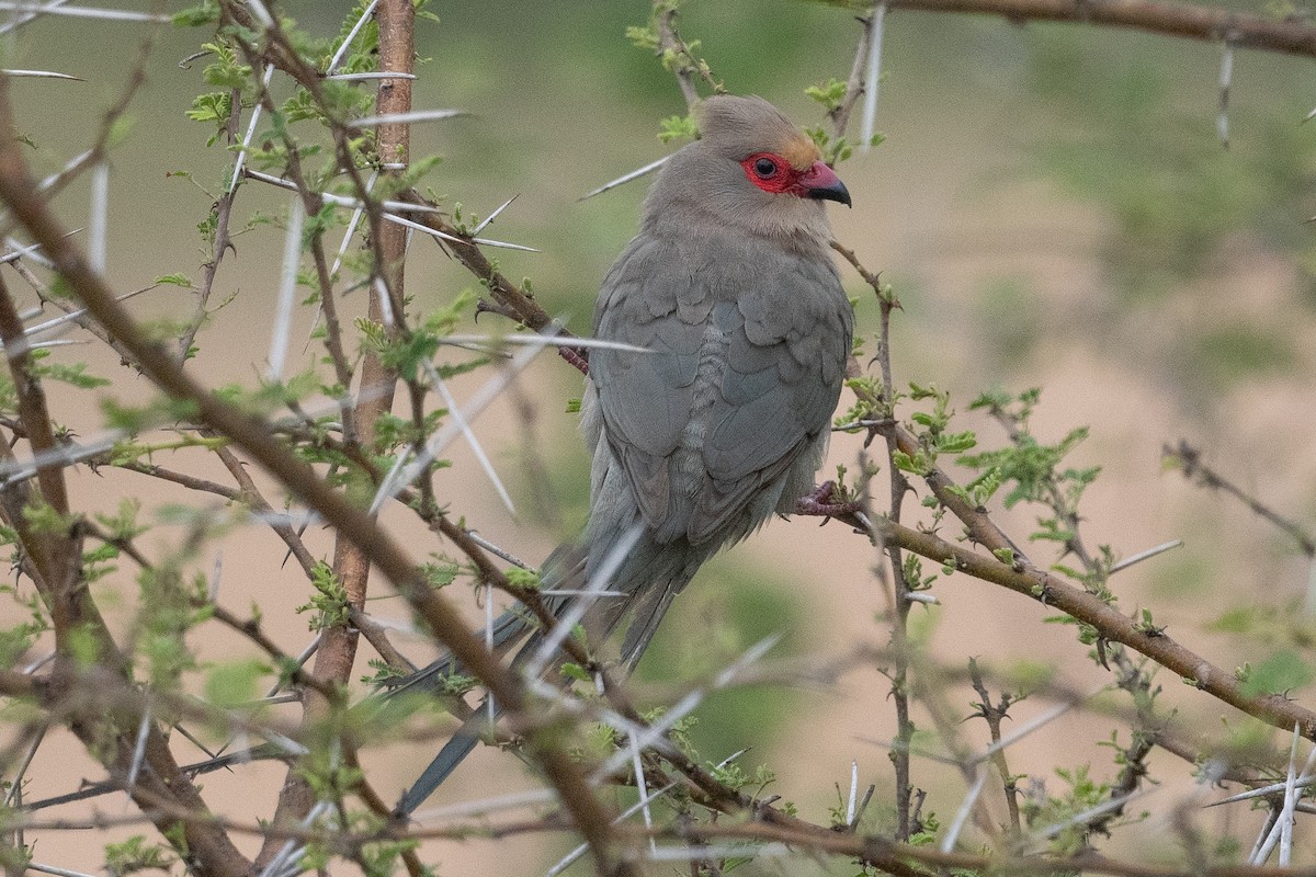 Pájaro Ratón Carirrojo - ML645838758