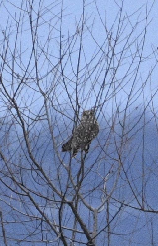 Búho Campestre - ML645838759