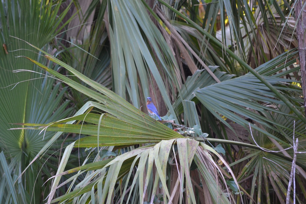 Azulejo Oriental - ML645838761