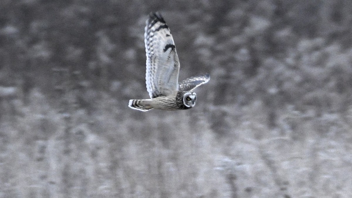 Búho Campestre - ML645838762