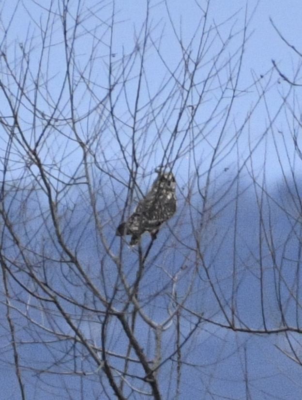 Búho Campestre - ML645838763