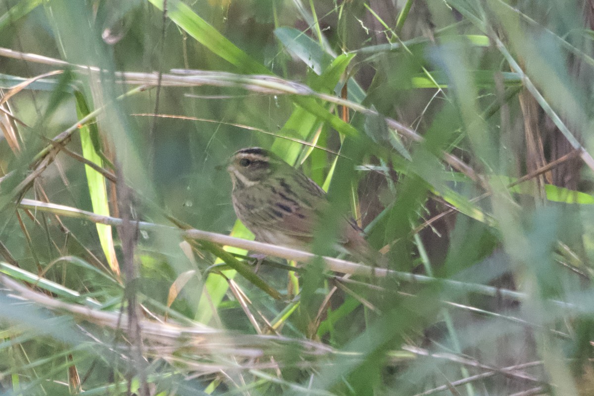 Escribano de Tristram - ML645838764