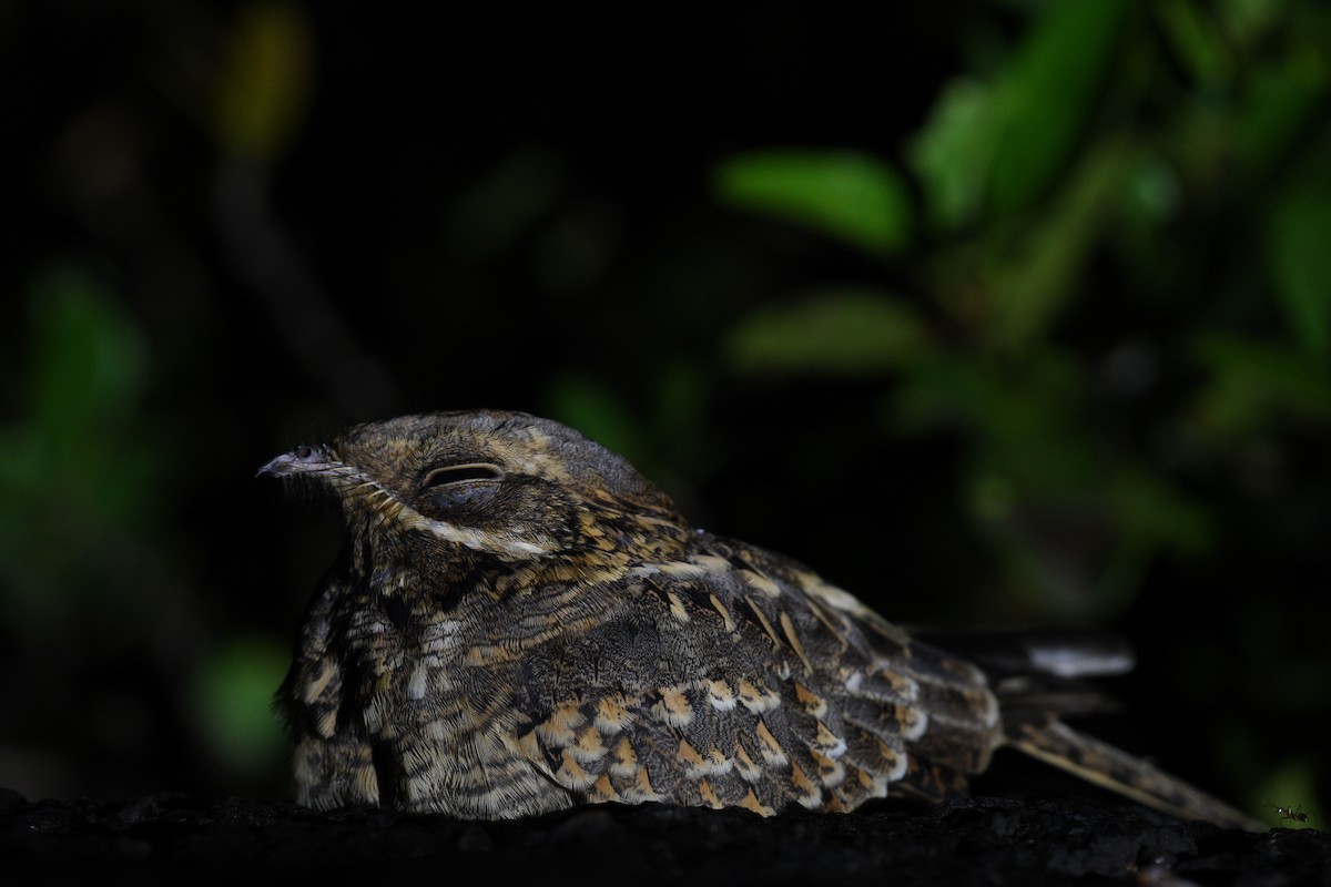 Chotacabras Hindú - ML645838765