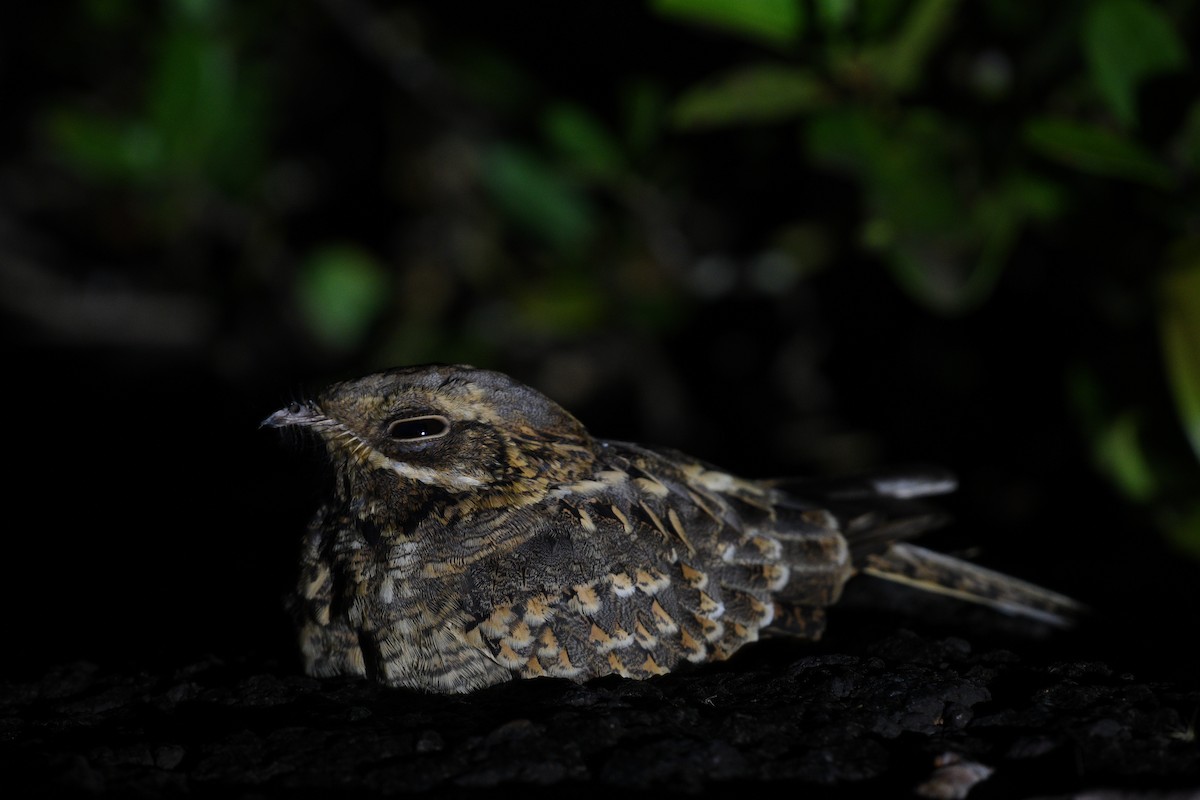 Chotacabras Hindú - ML645838766