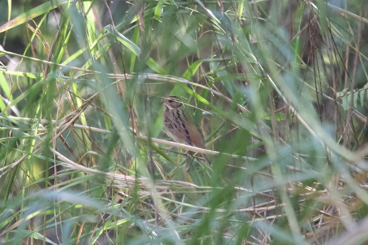 Escribano de Tristram - ML645838767