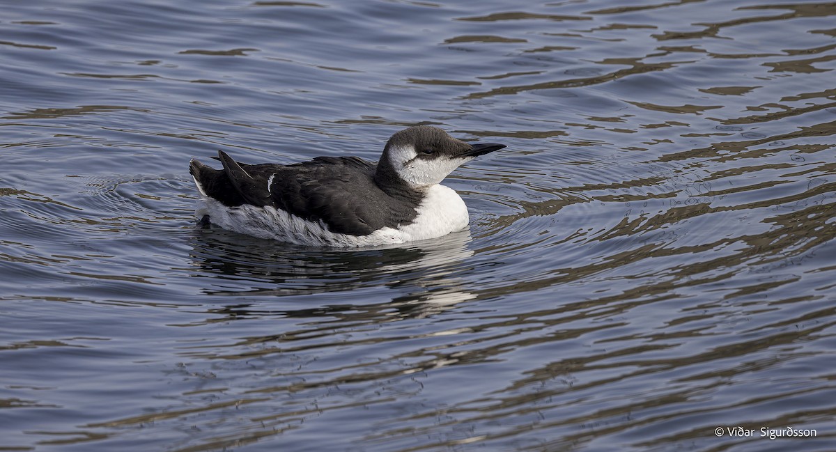 Arao Común - ML645838768