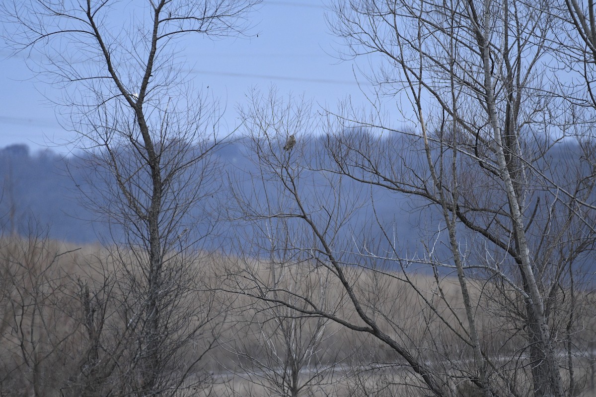 Búho Campestre - ML645838771