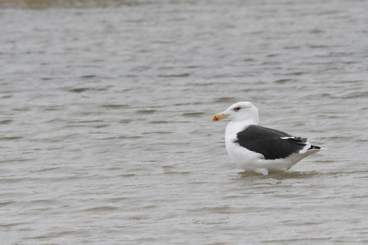 Great Black-backed Gull - ML645838772