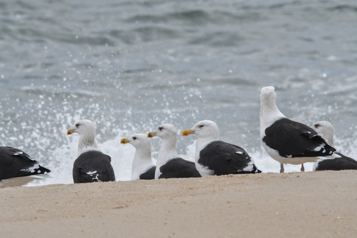 Great Black-backed Gull - ML645838773
