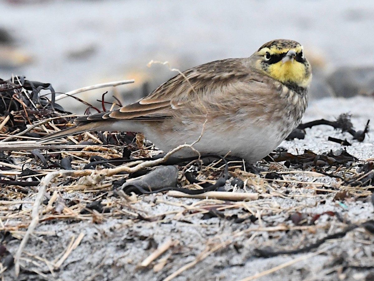 Alondra Cornuda - ML645838778