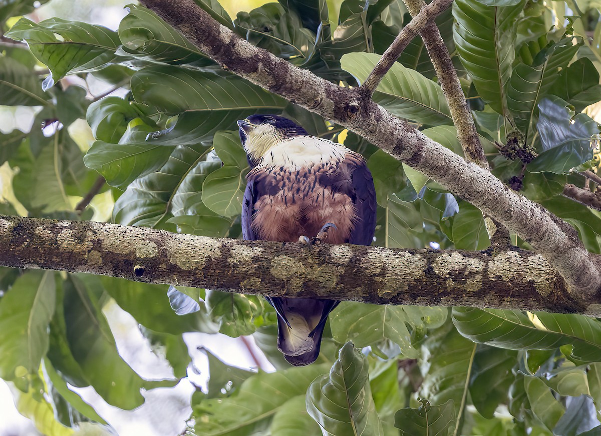 Águila Ventrirroja - ML645838779