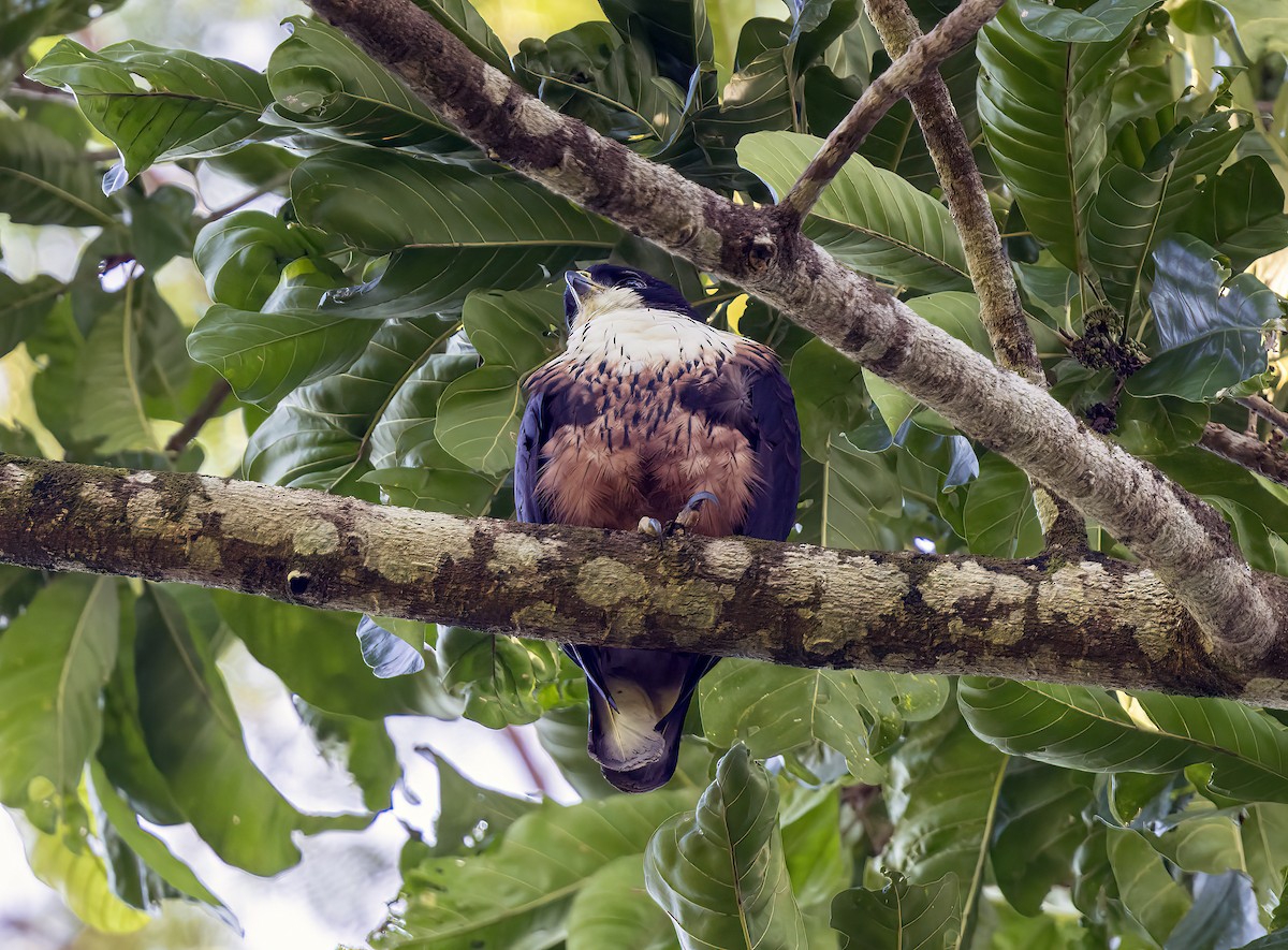 Águila Ventrirroja - ML645838780