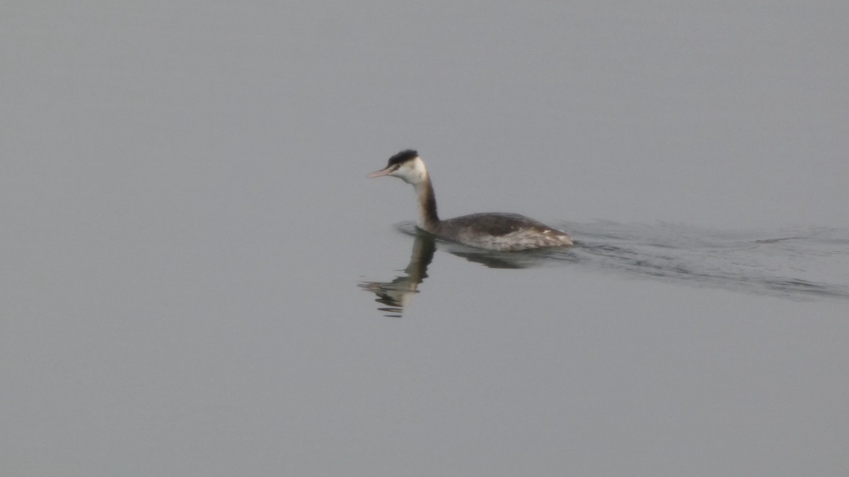 toppdykker - ML645838786