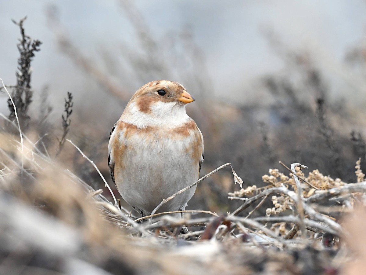 Zigolo delle nevi - ML645838789