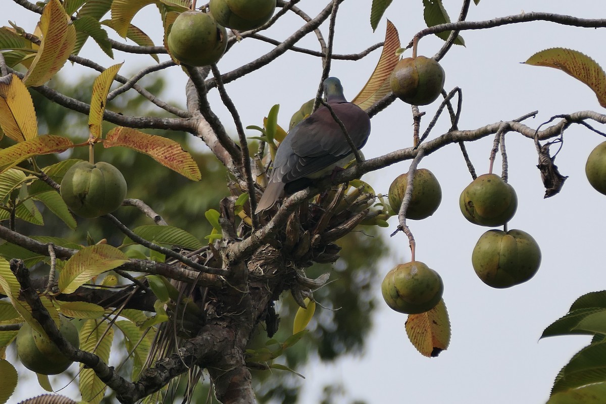 Pale-vented Pigeon - ML645838790