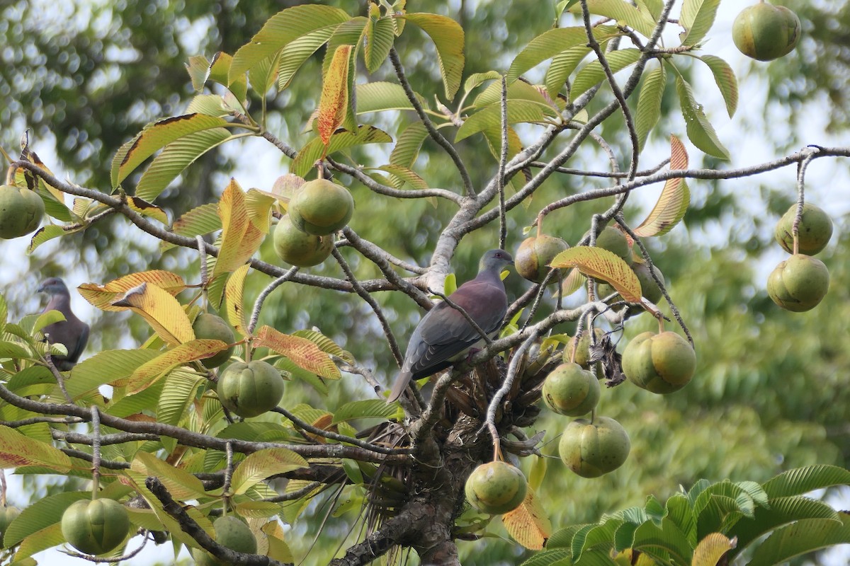 Pale-vented Pigeon - ML645838791