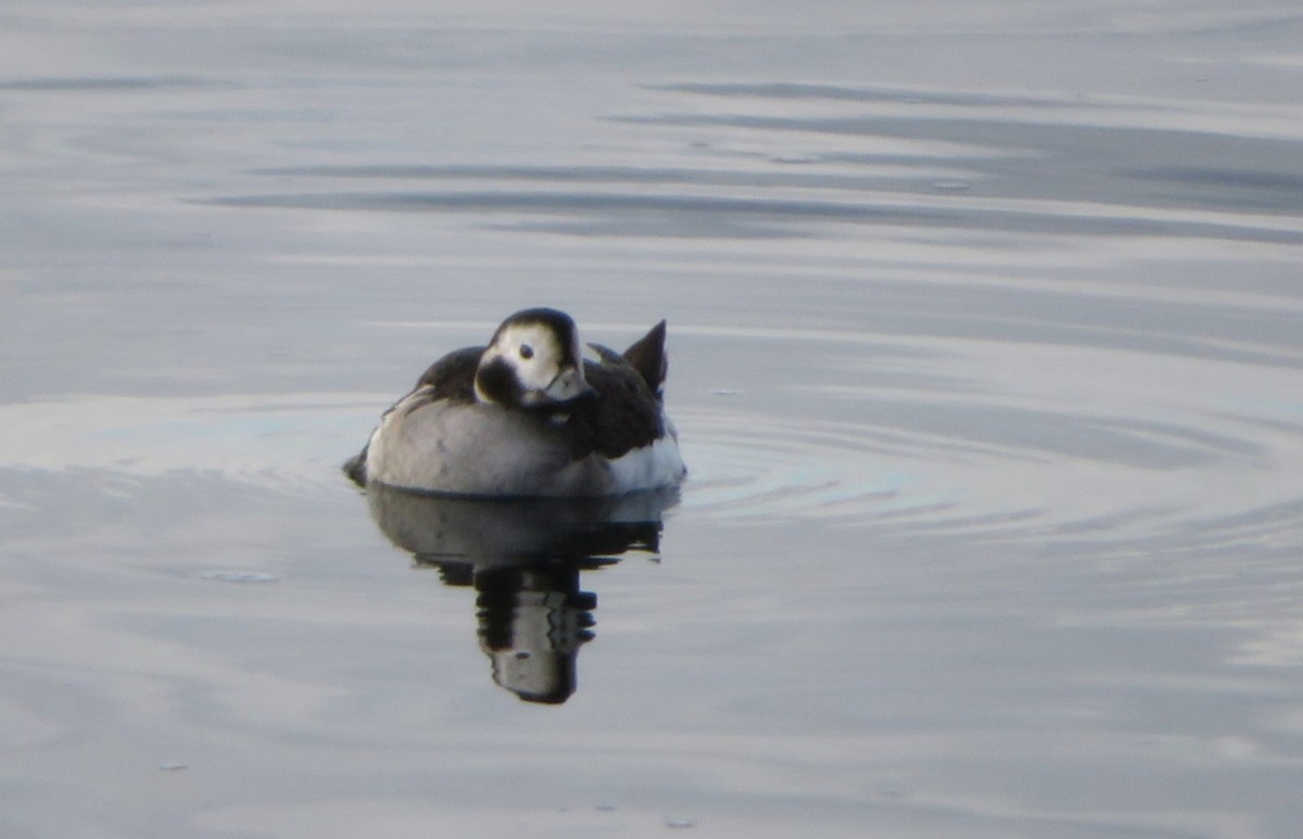 Moretta codona - ML645838796