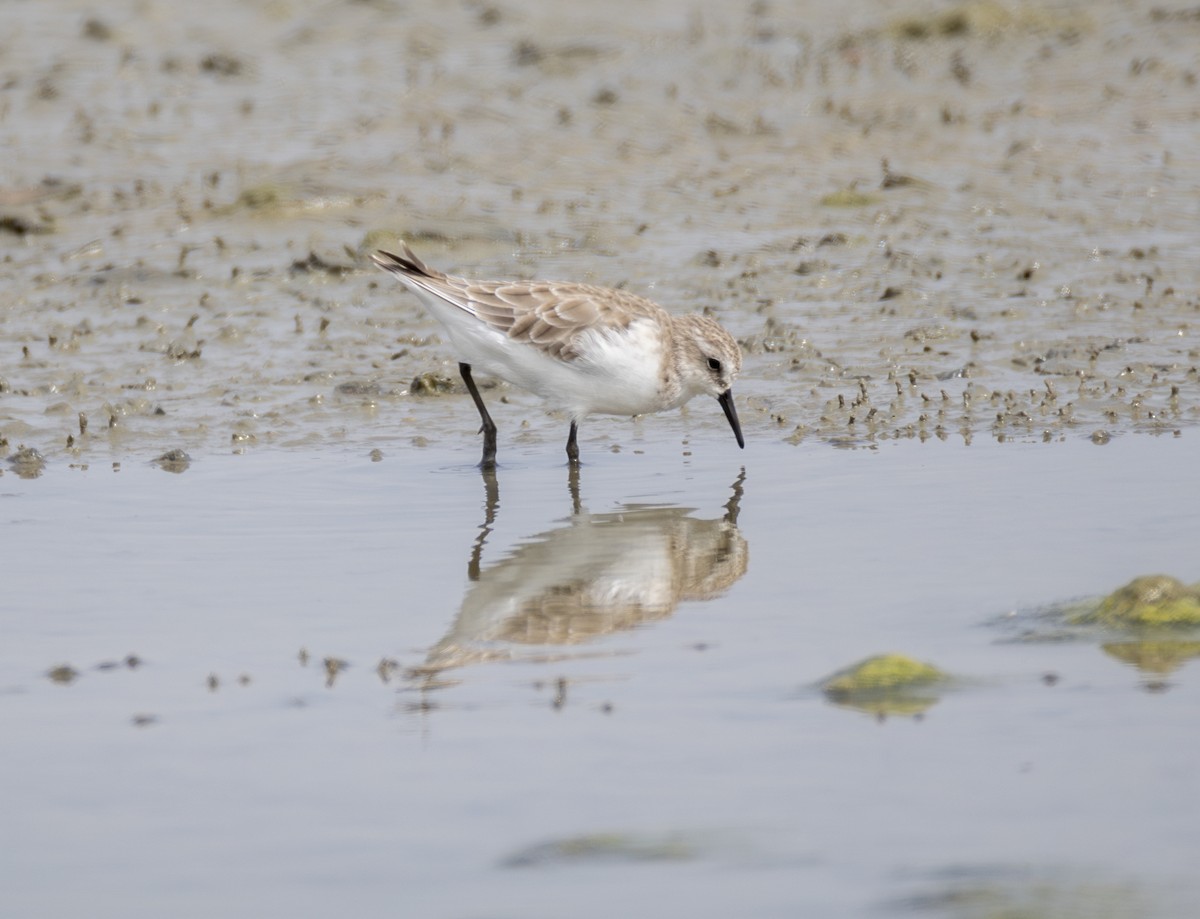 Little Stint - ML645838798