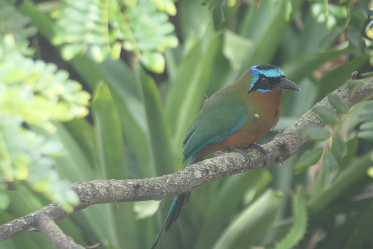 Trinidad Motmot - ML645838803