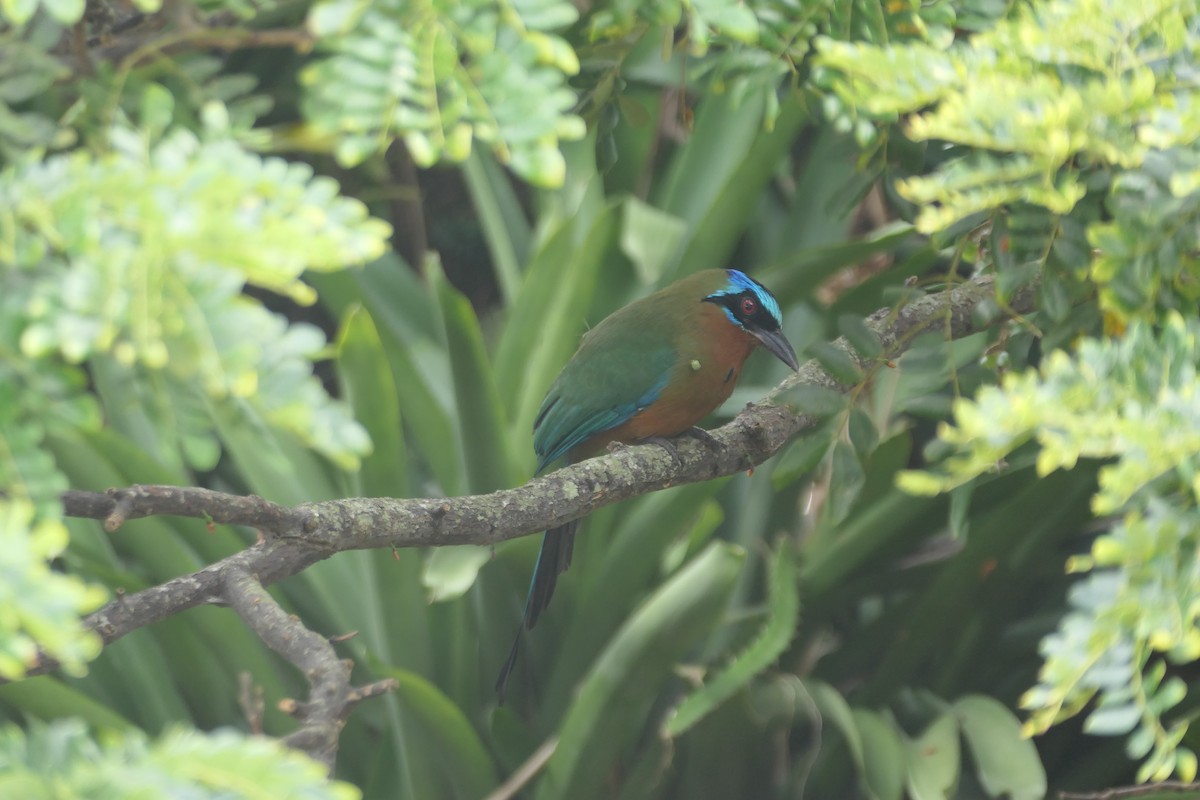 Trinidad Motmot - ML645838804