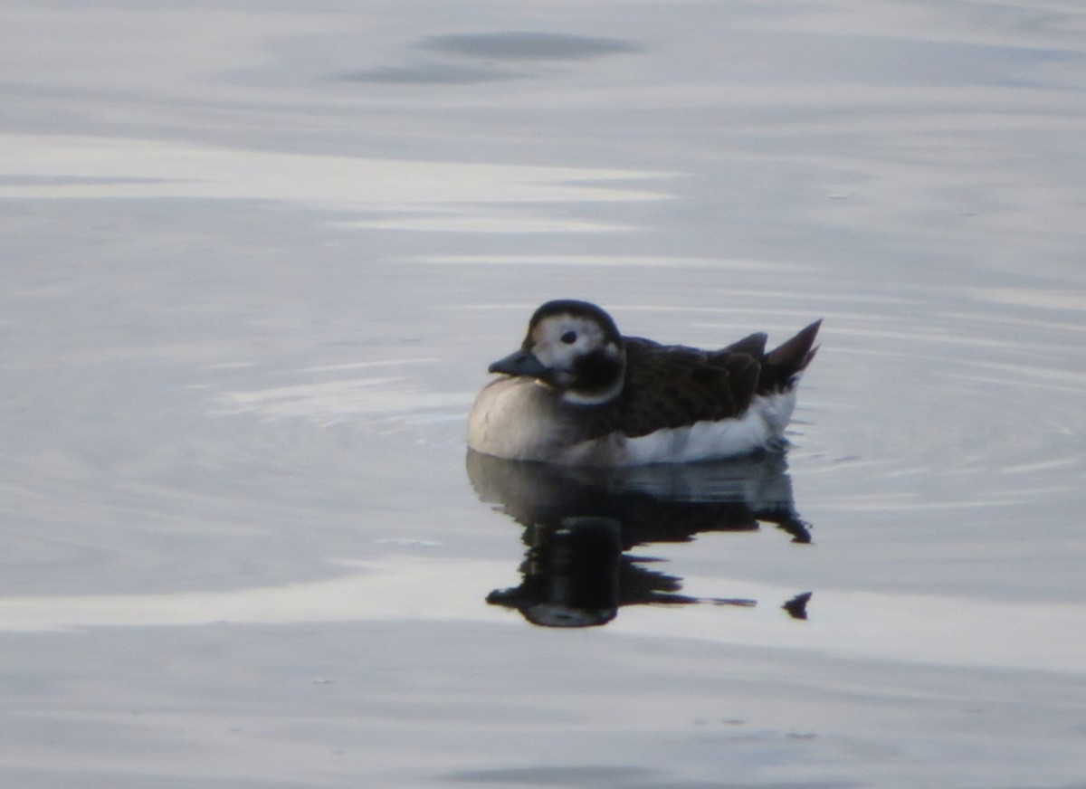 Moretta codona - ML645838805