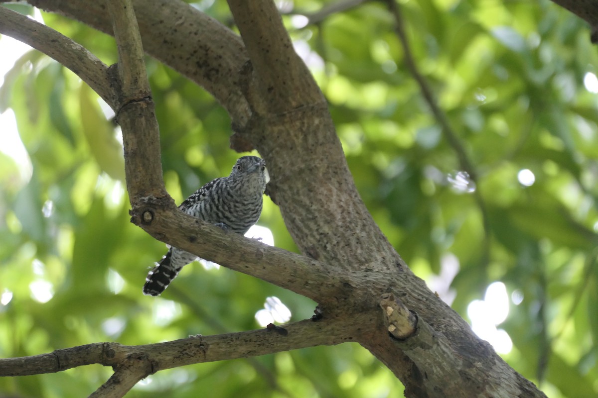 Barred Antshrike - ML645838818