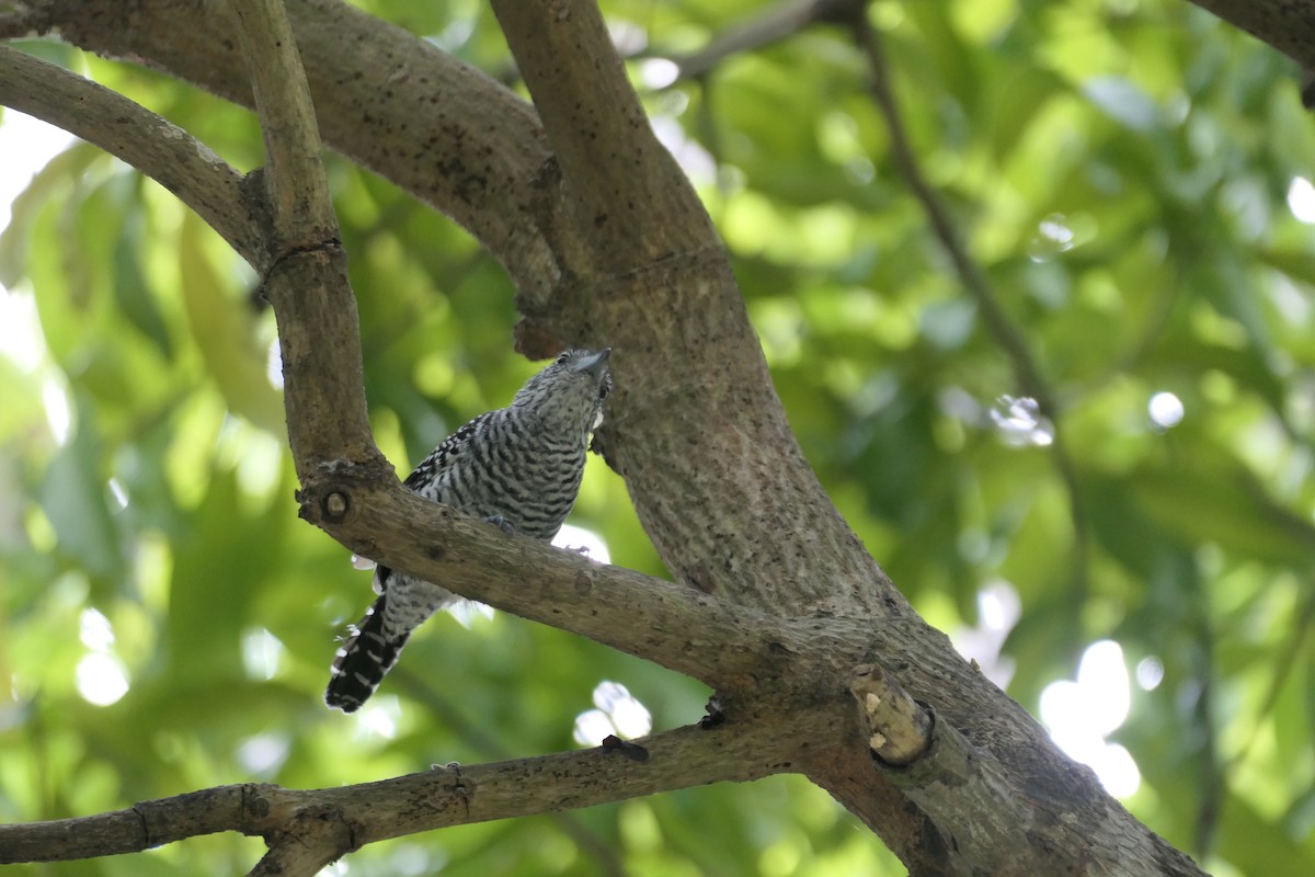 Barred Antshrike - ML645838819