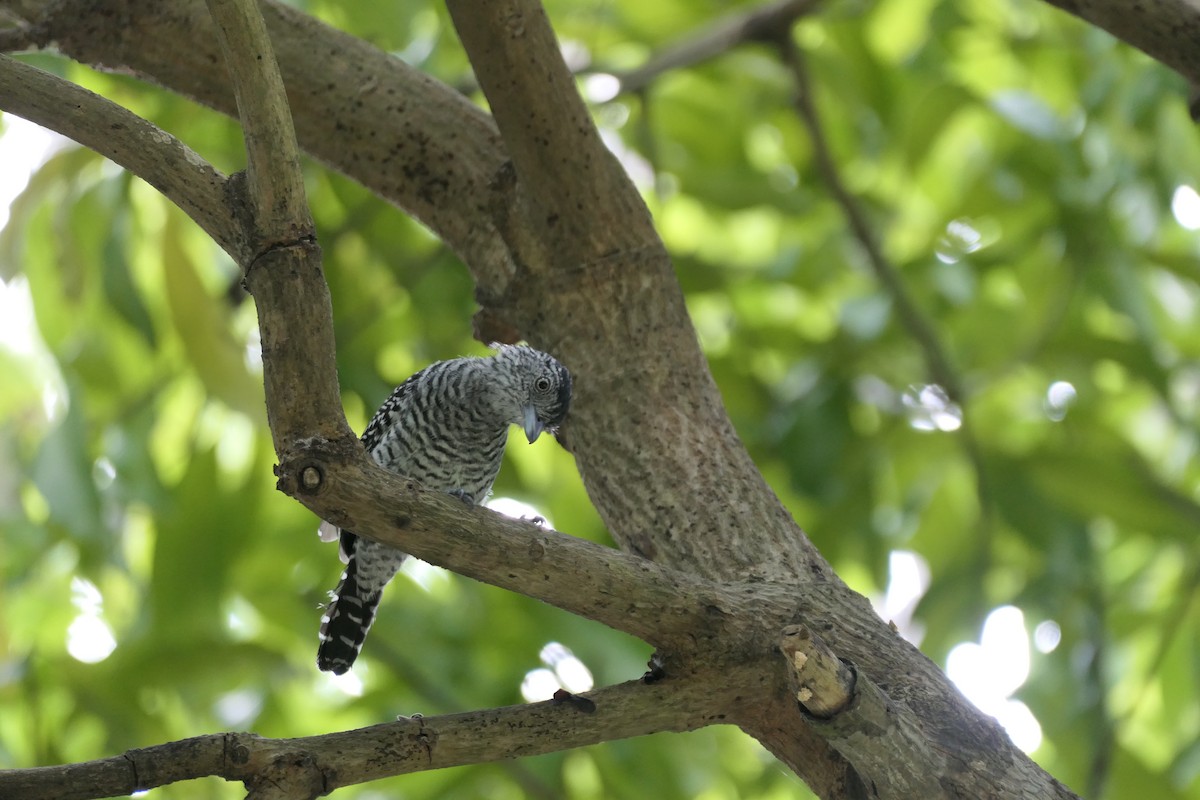 Barred Antshrike - ML645838820