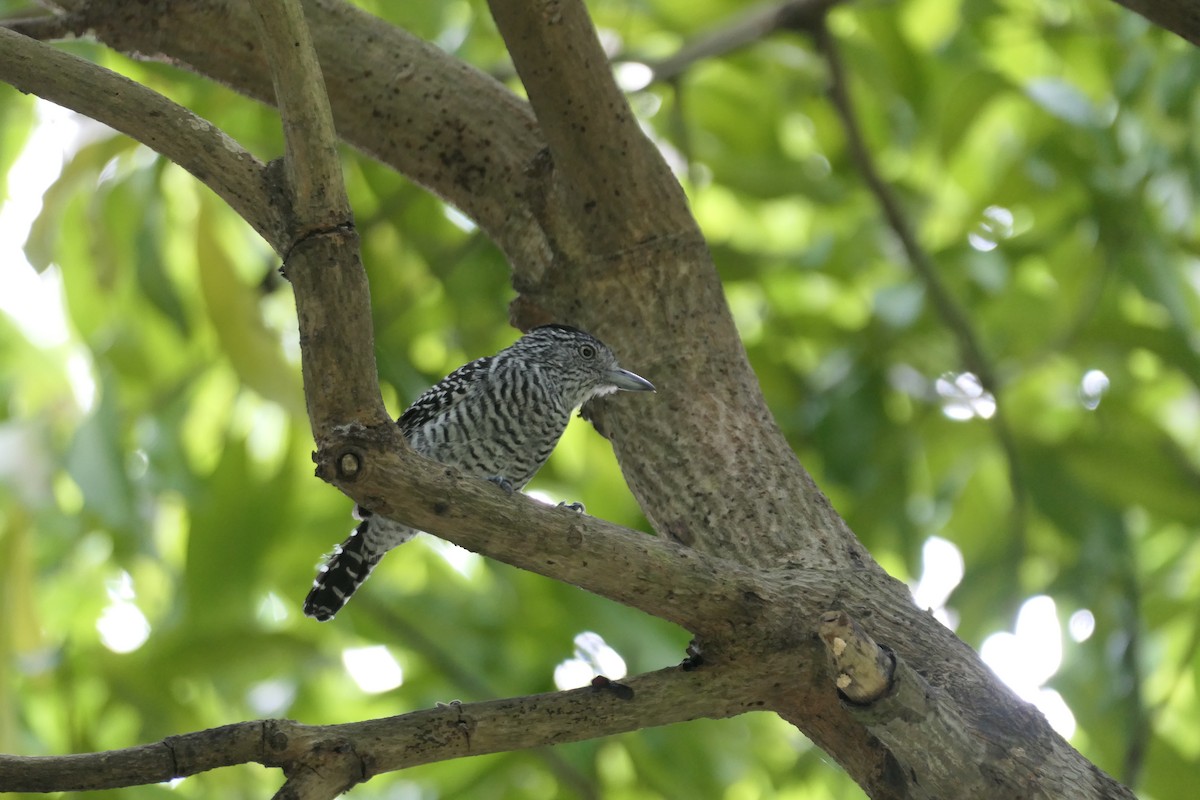 Barred Antshrike - ML645838821