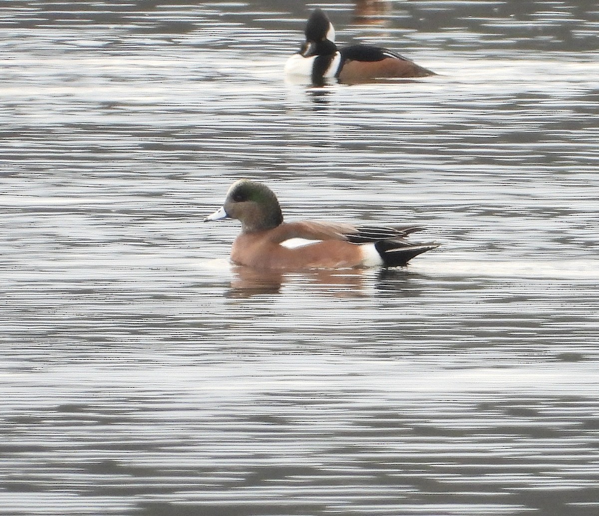 American Wigeon - ML645838823