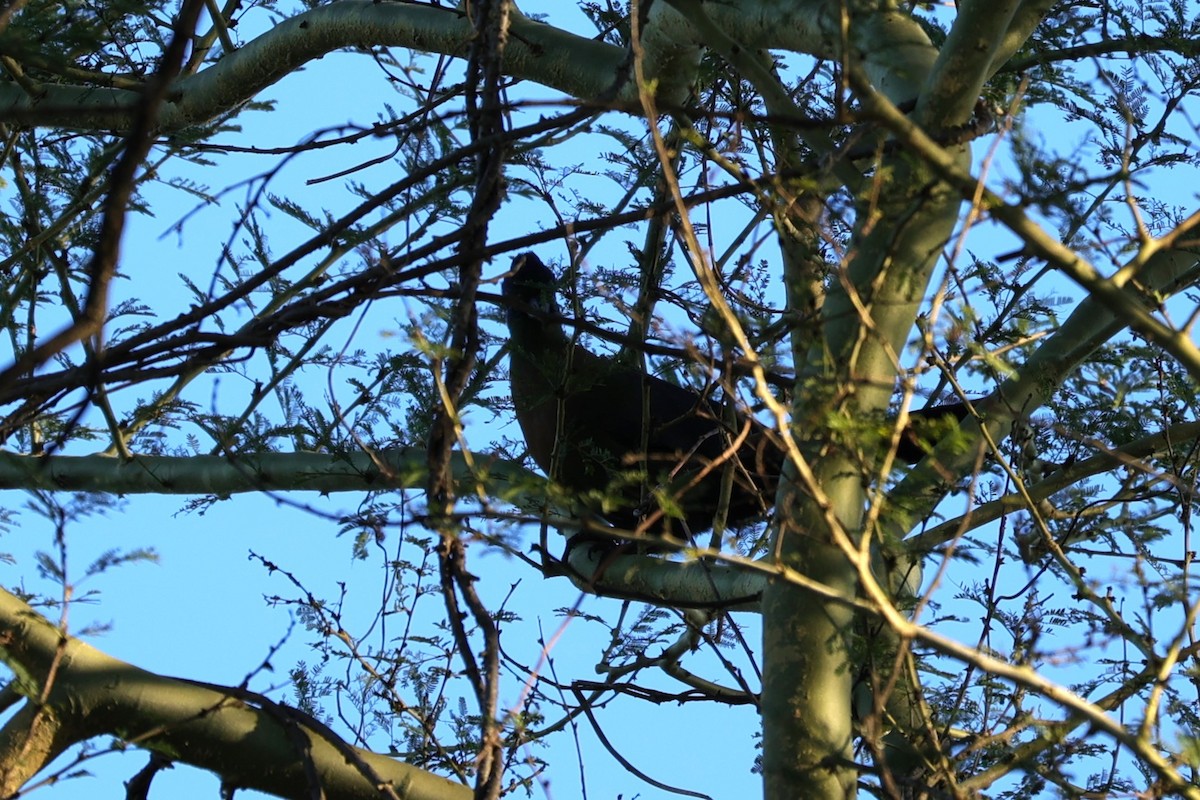 Purple-crested Turaco - ML645838824