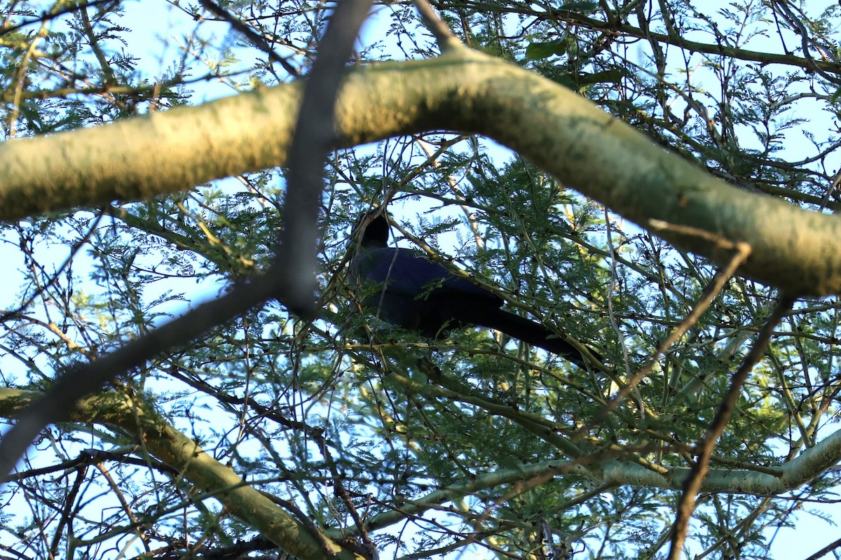 Purple-crested Turaco - ML645838825