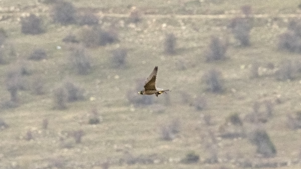 Peregrine Falcon - ML645838826