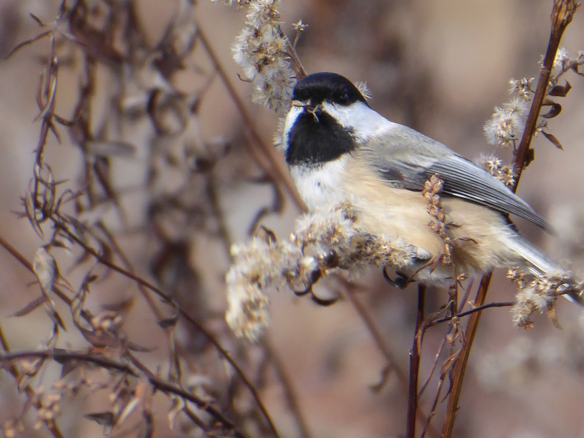 Black-capped Chickadee - ML645838827