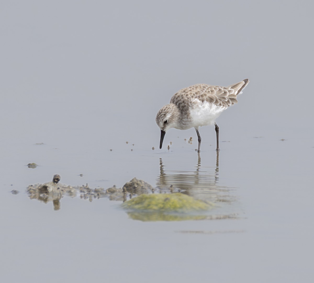 Little Stint - ML645838829