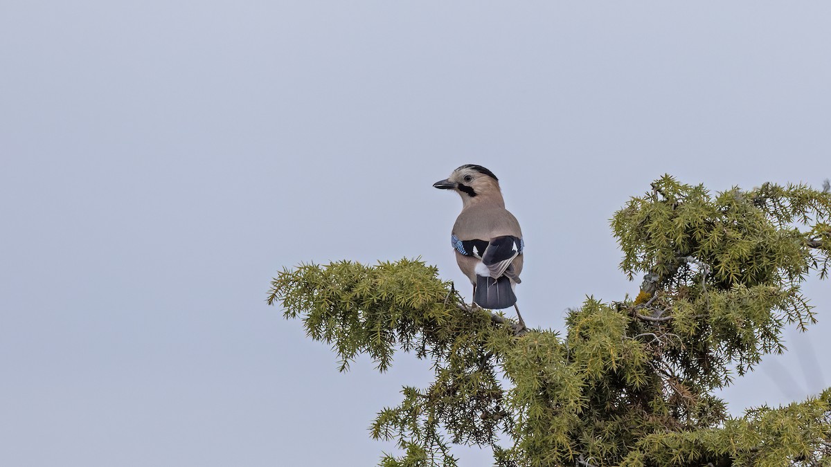 Eurasian Jay - ML645838830