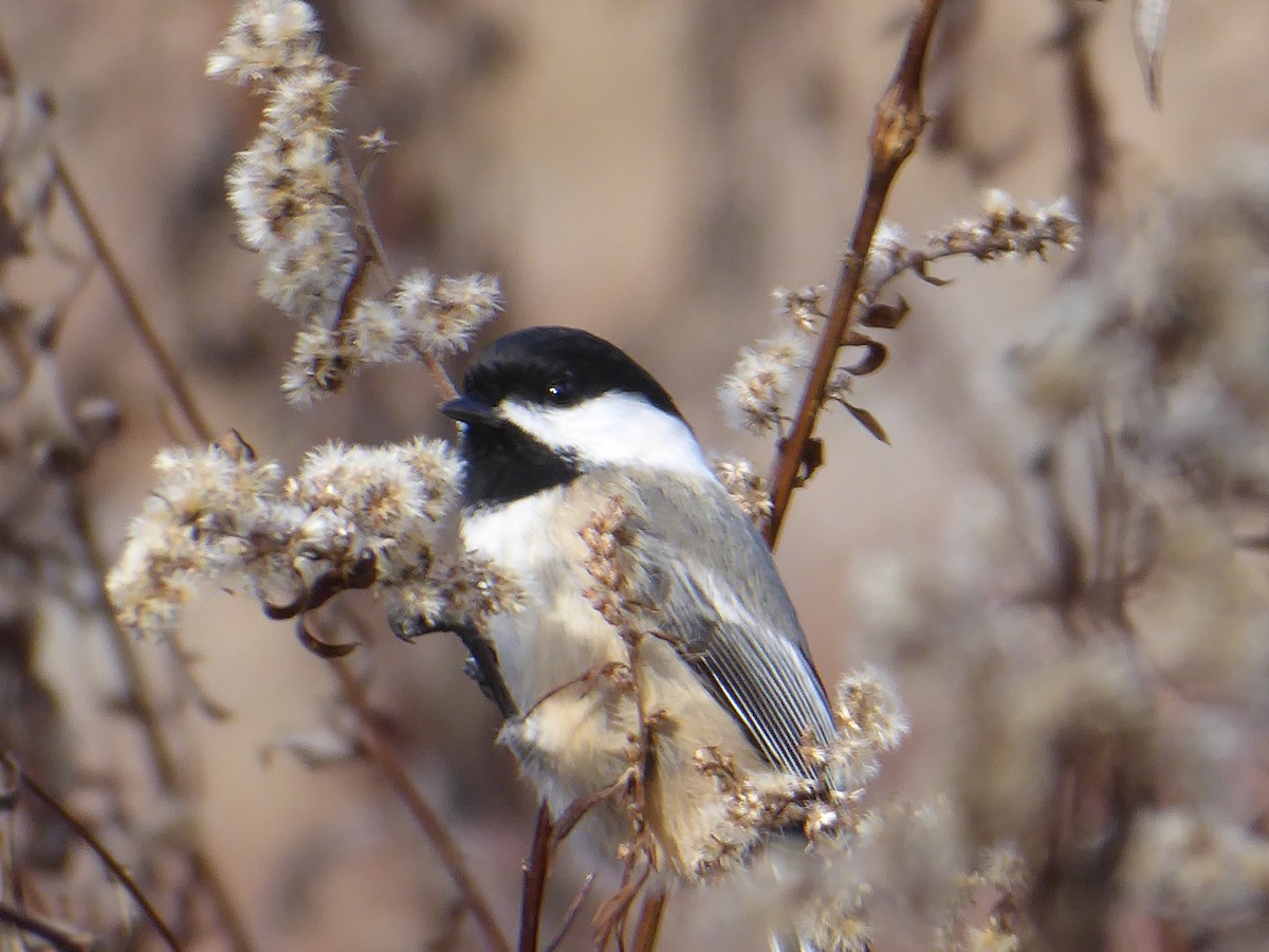 Black-capped Chickadee - ML645838832