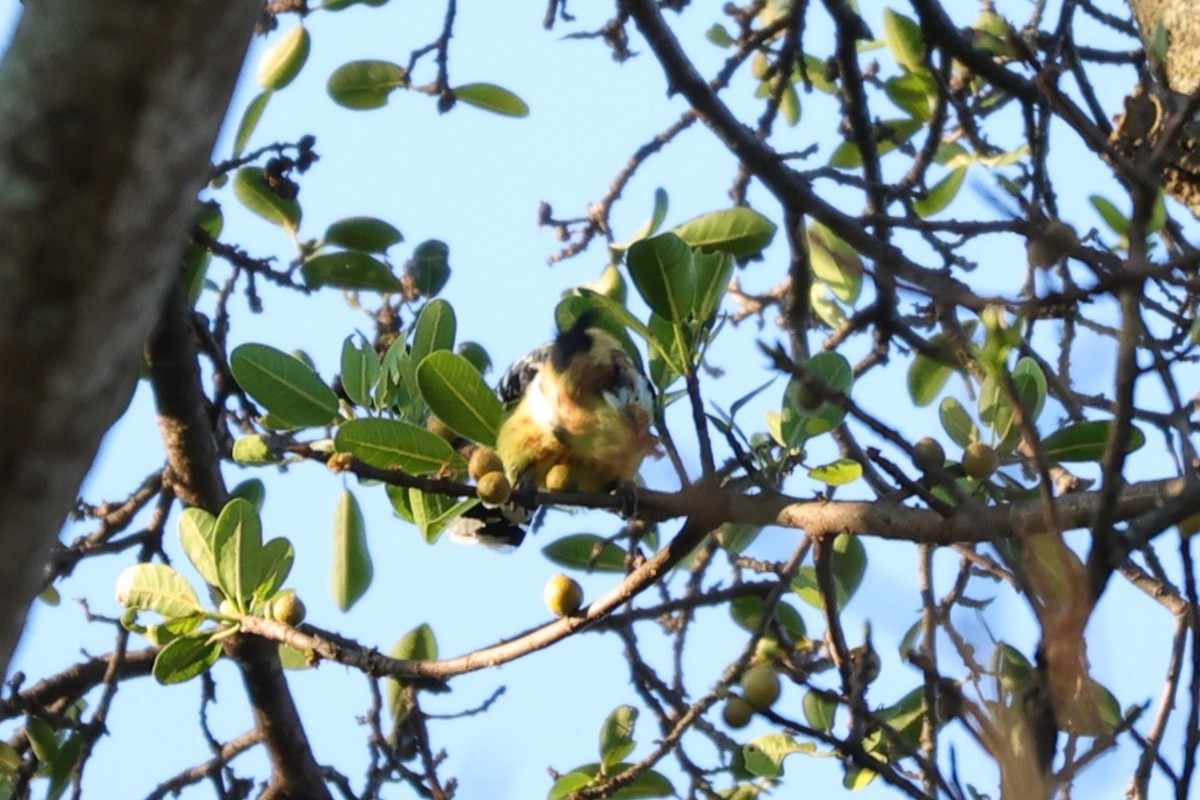 Crested Barbet - ML645838833