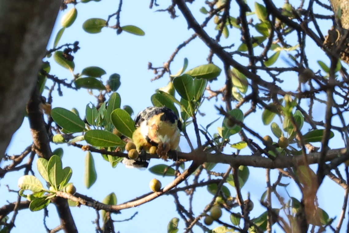 Crested Barbet - ML645838834