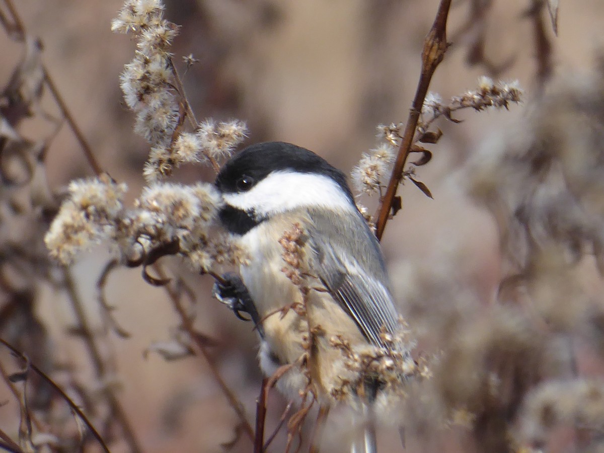 Black-capped Chickadee - ML645838835