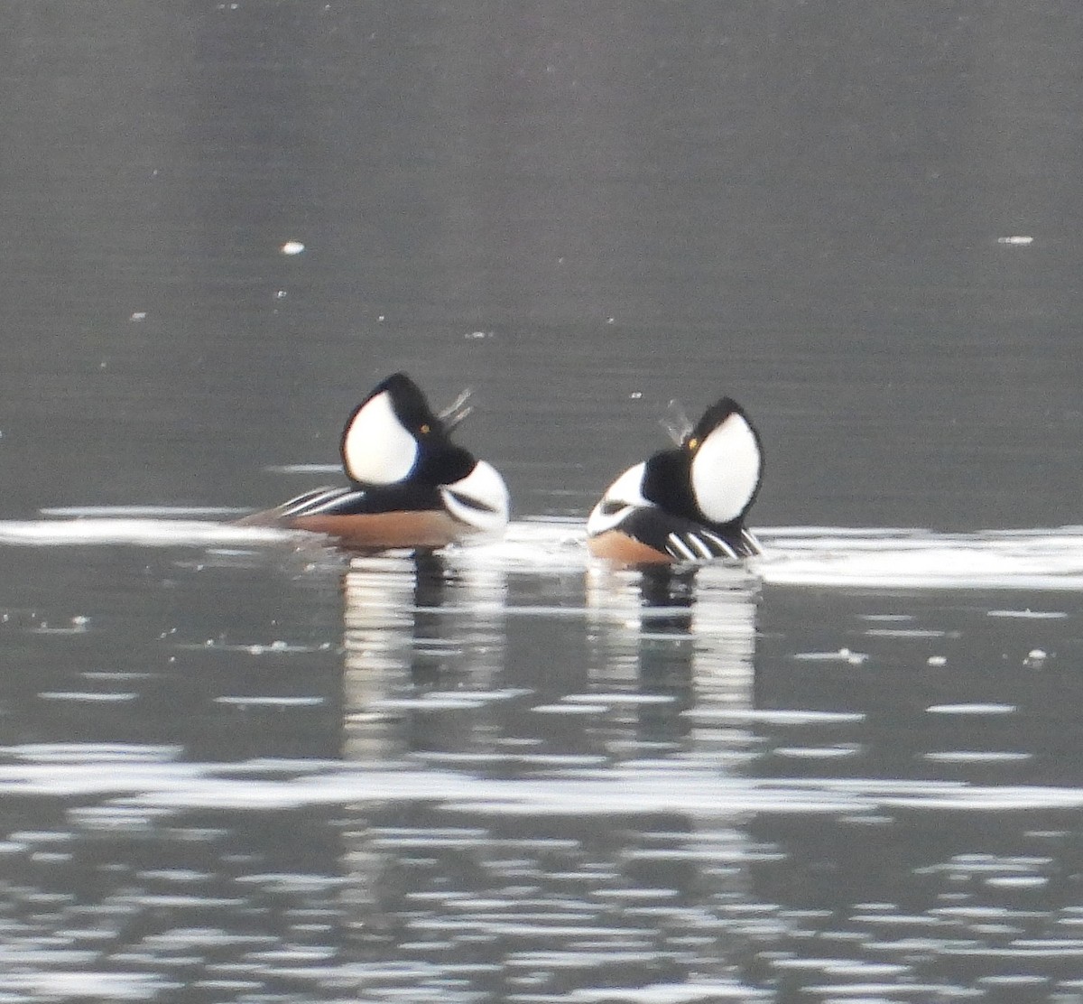 Hooded Merganser - ML645838836