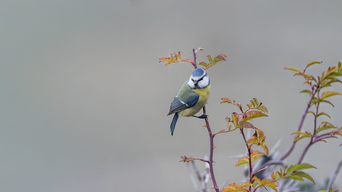 Eurasian Blue Tit - ML645838837