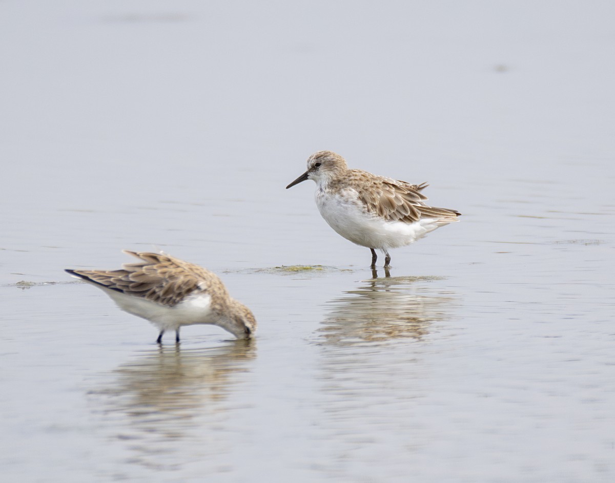 Dunlin - ML645838838