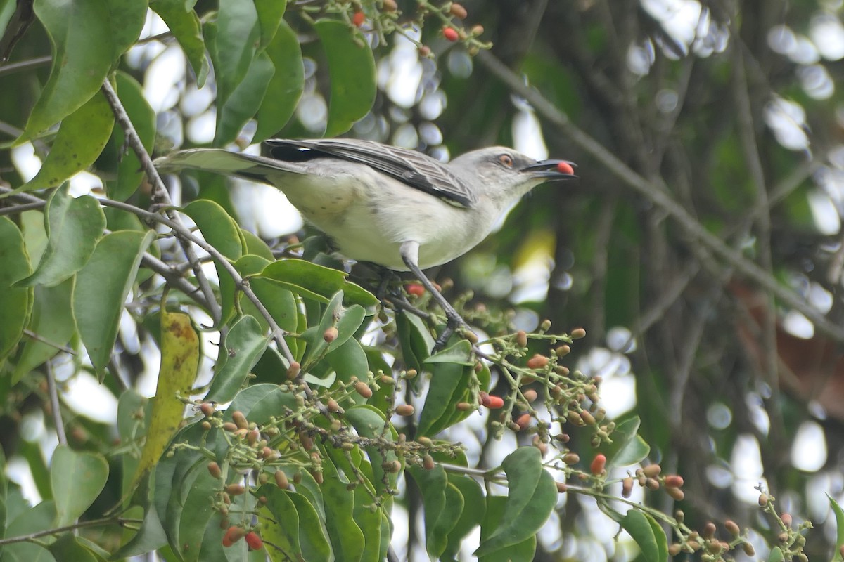 Tropical Mockingbird - ML645838839
