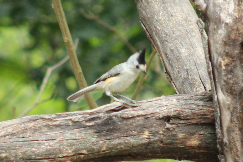 Black-crested Titmouse - ML645838840