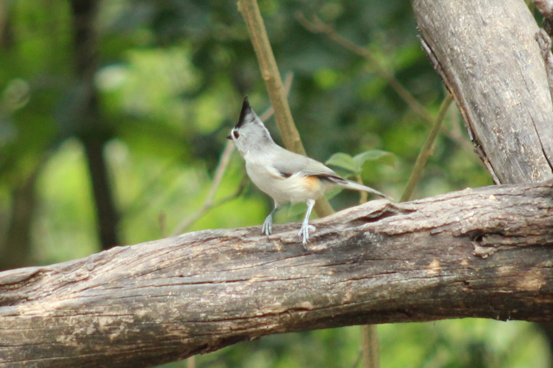 Black-crested Titmouse - ML645838841