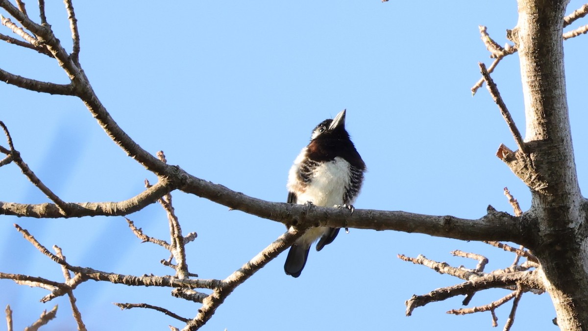 White-eared Barbet - ML645838842