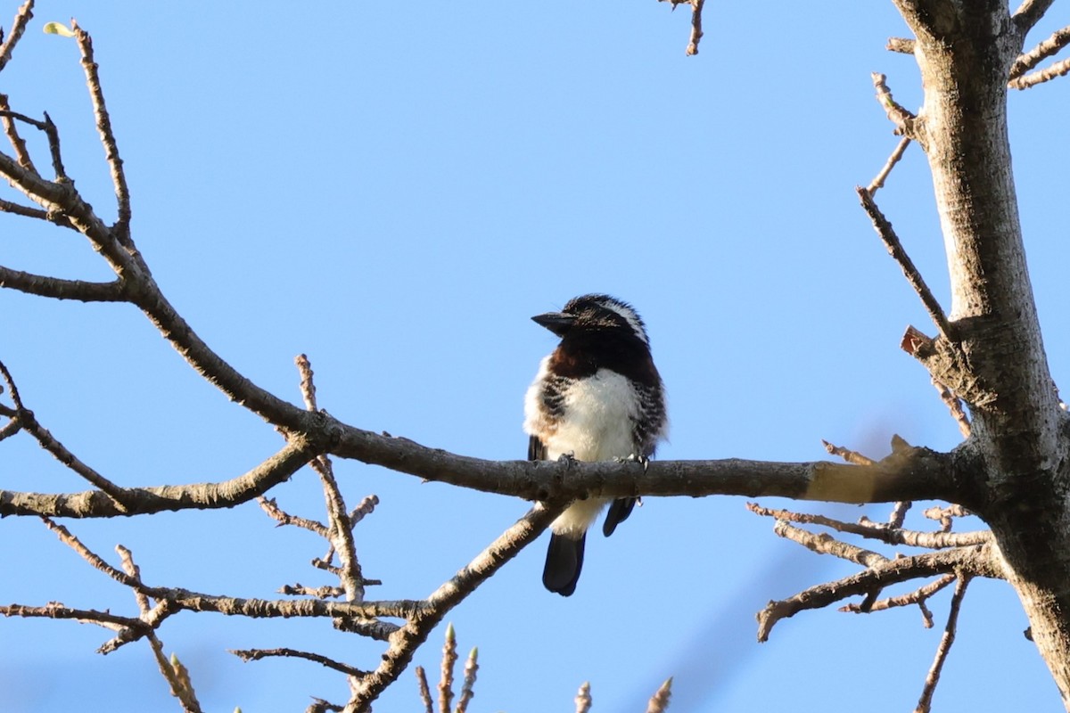 White-eared Barbet - ML645838843