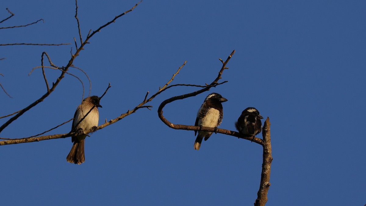 White-eared Barbet - ML645838844